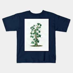 Mature Syngonium podophyllum - Aroideae Maximilianae - Botanical Illustration Kids T-Shirt